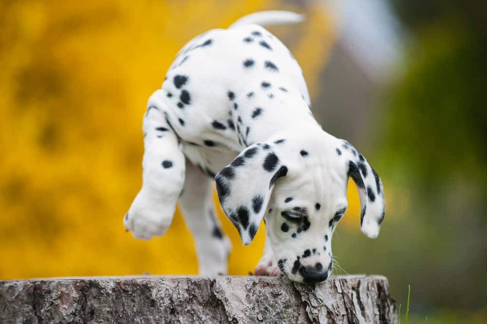 dalmatian puppy standing on tree stump