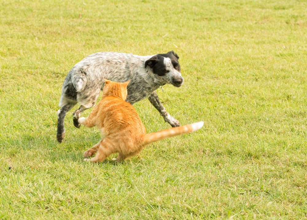 dog chasing a cat