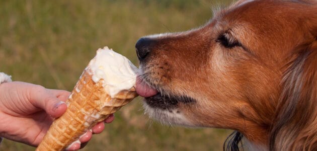 Hot Dog! The Best Food Names for Your Dog