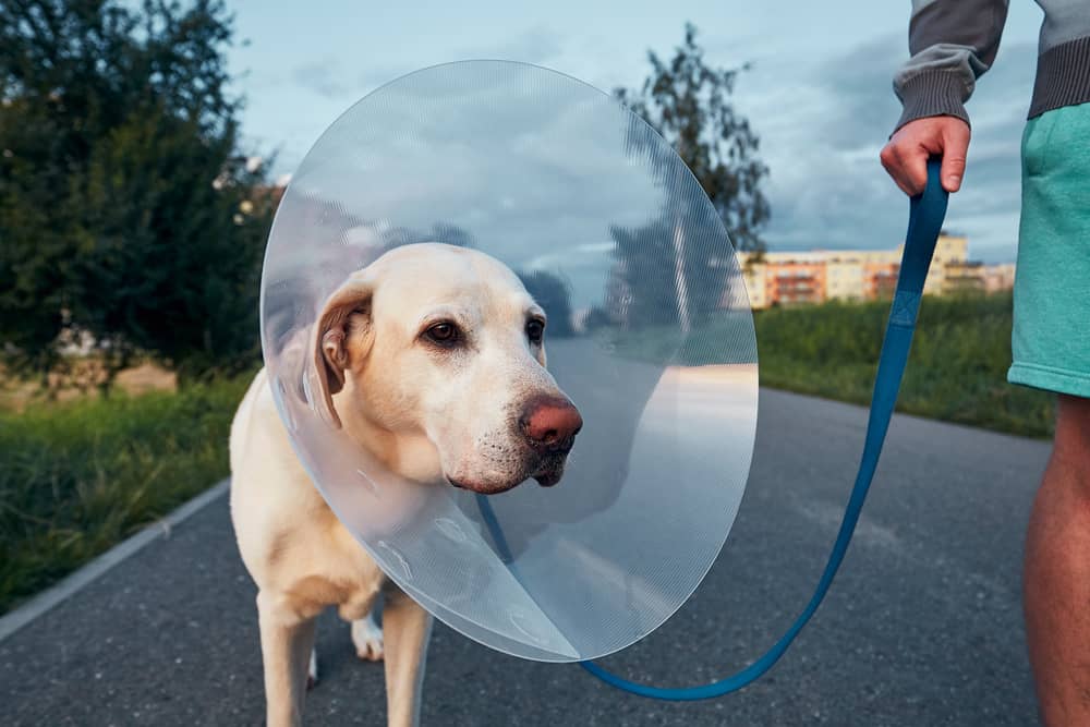 dog in cone being walked