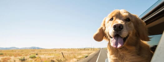 How to Rid Your Car’s Interior of Dog Hair