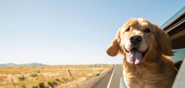 How to Rid Your Car’s Interior of Dog Hair