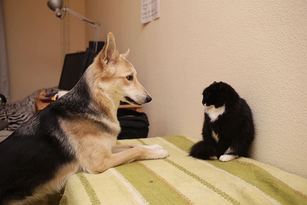dog threatening a cat