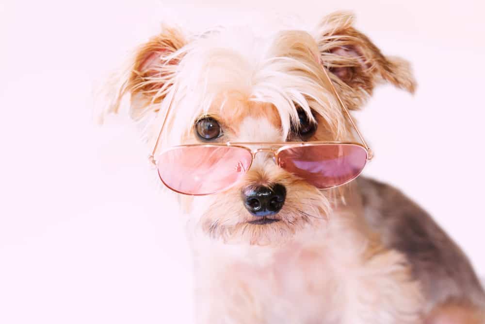 funny small dog with glasses