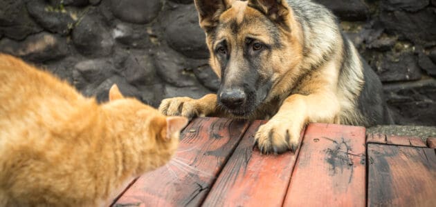 Getting the Dog to Stop Attacking the Cat