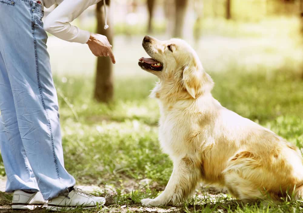 golden retriever sitting in response to hand cue