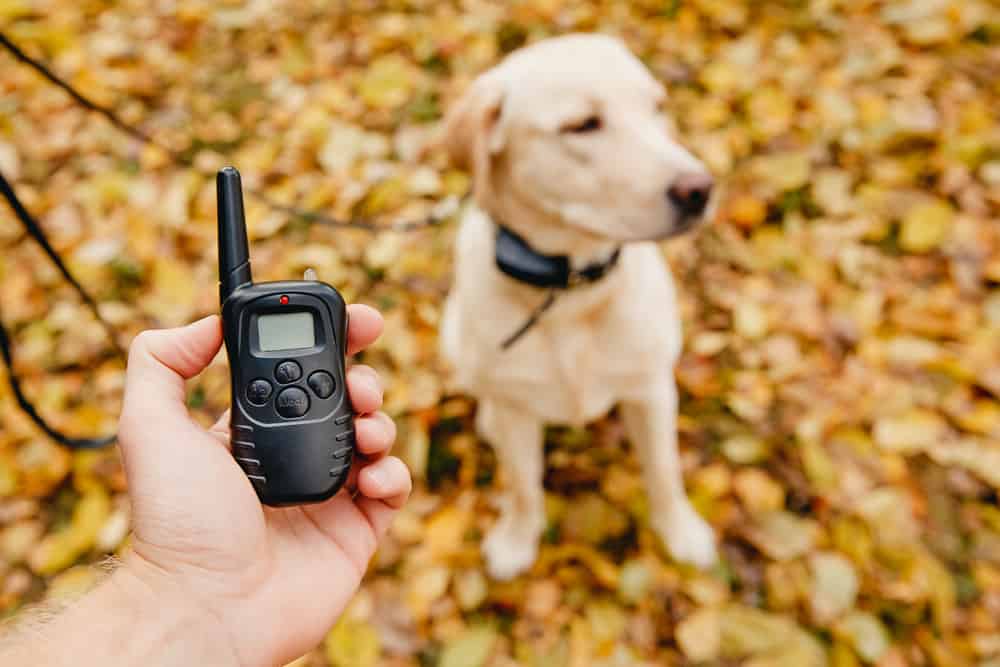 golden retriever wearing shock collar and owner holding shock remote