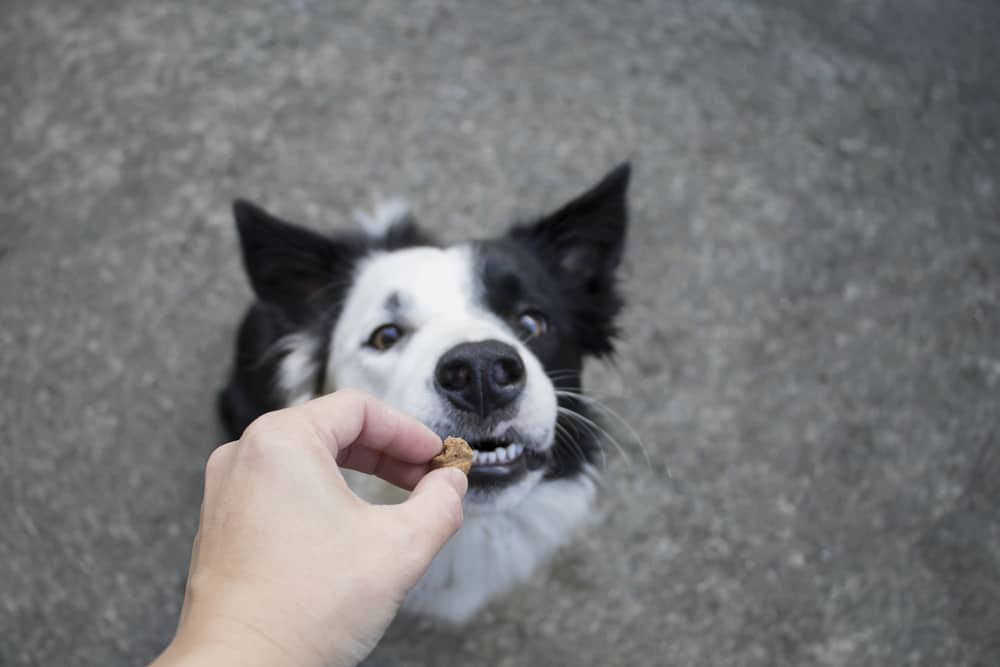 hand giving border collie a treat
