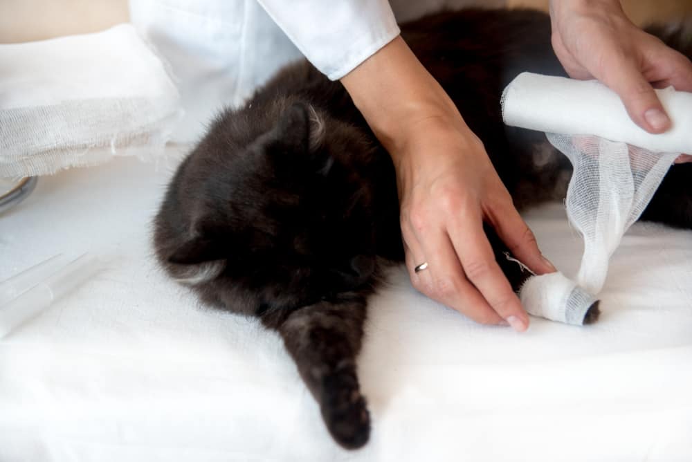 hands bandaging black cat paw