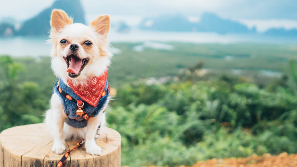 happy chihuahua in nature