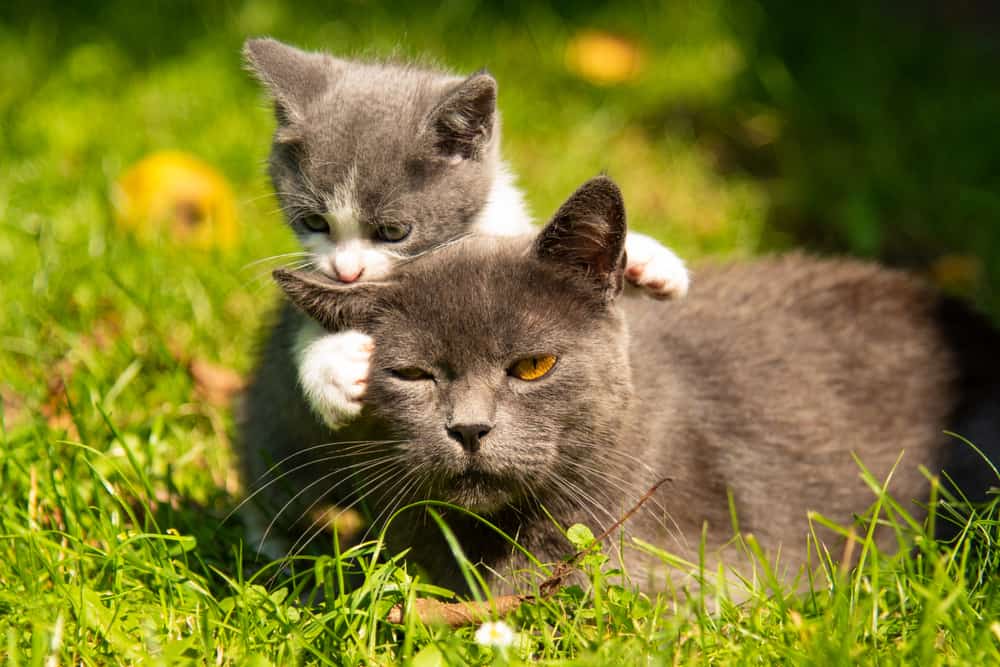 kitten annoying older cat