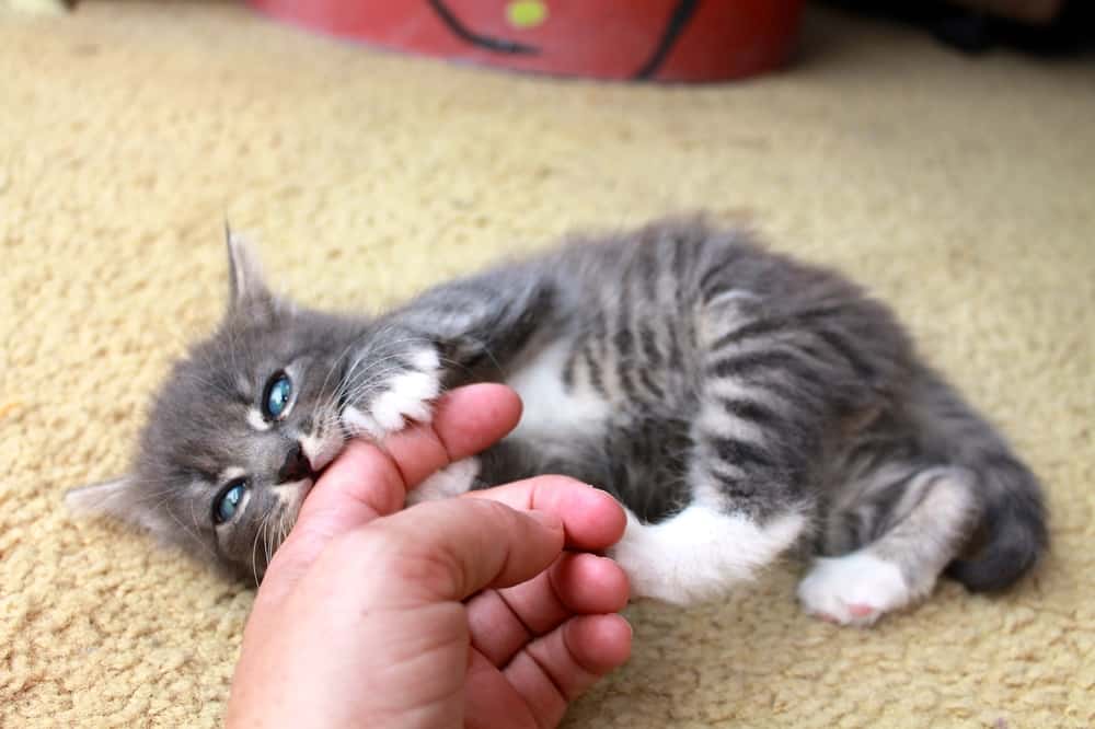 kitten biting a person on the finger
