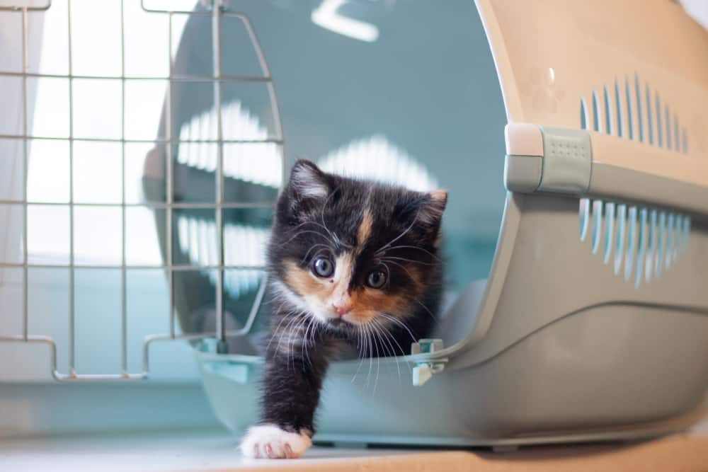 kitten emerging from pet carrier