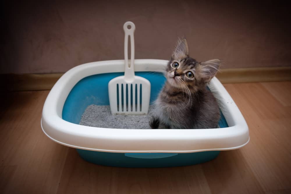 kitten sitting in litter box