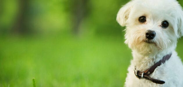 200+ Cute Small Dog Names