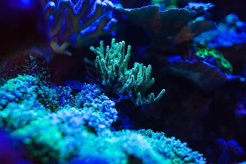 marine aquarium corals under uv light