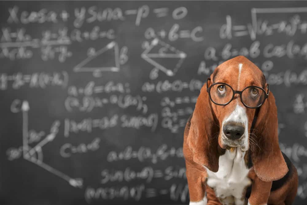 140 Nerdy Dog Names Every Geek Will Love PetMag