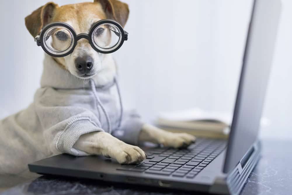 nerdy dog with glasses on laptop