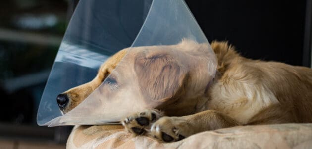 How Soon Can I Walk My Dog After Neutering?