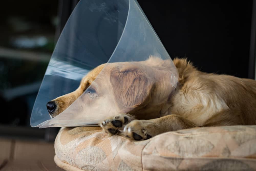 How Soon Can I Walk My Dog After Neutering? - PetMag