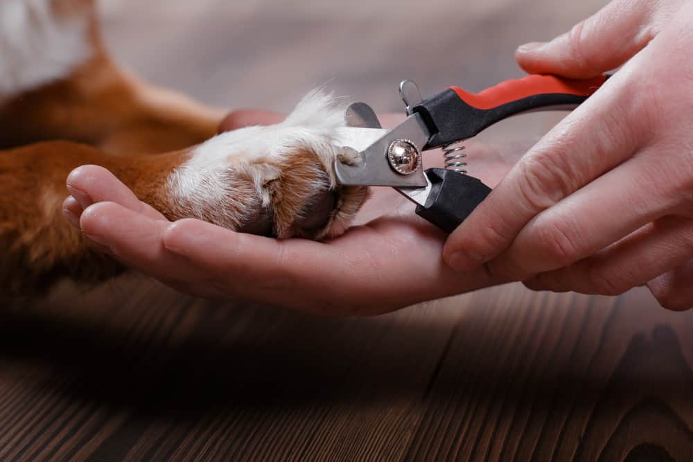 owner trimming jack russell terrier’s claws