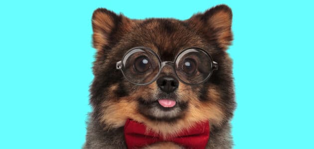 140+ Nerdy Dog Names Every Geek Will Love