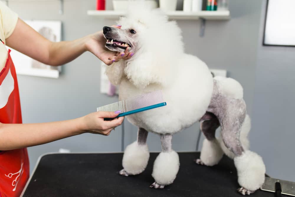 poodle with elaborate haircut