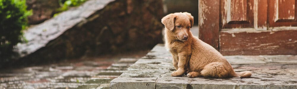 How to Stop Your Dog From Scratching the Door - PetMag