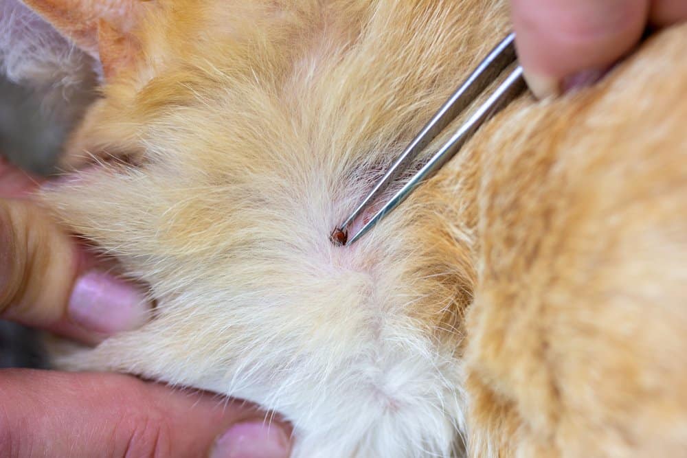 Tick On Cats Head toxoplasmosis