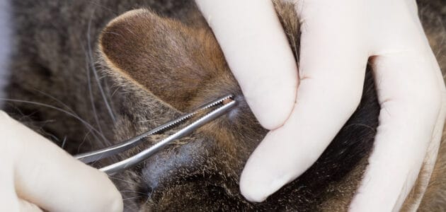 How to Remove a Tick From a Cat