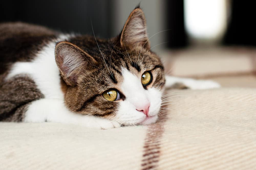 How to Comfort and Care for a Dying Cat PetMag