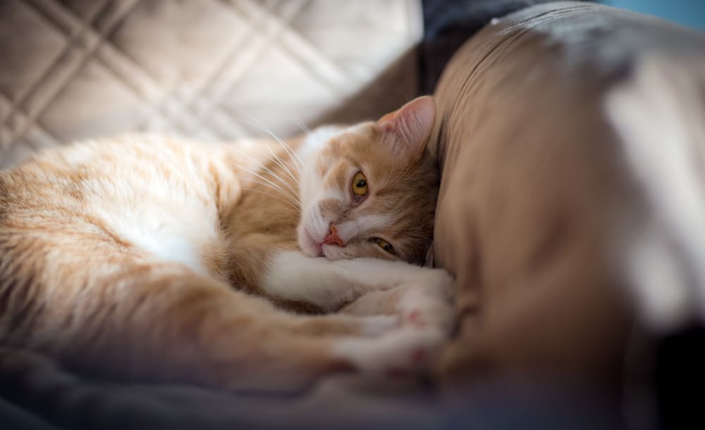 sad cat on couch