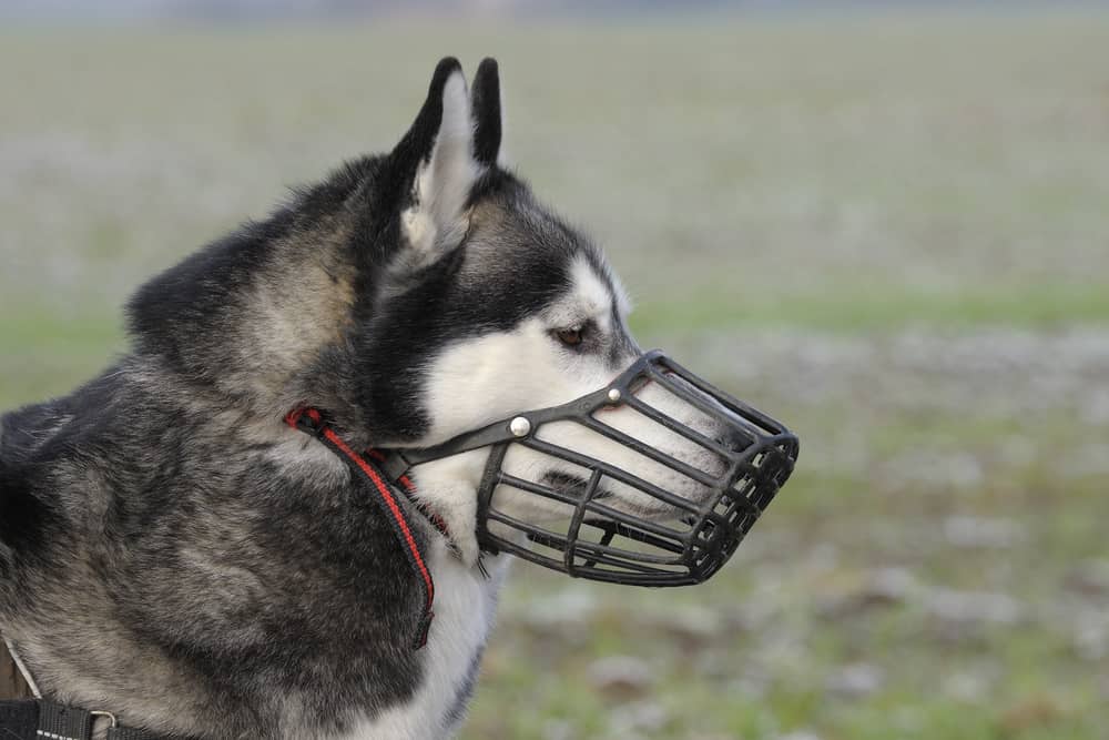 siberian husky wearing basket muzzle
