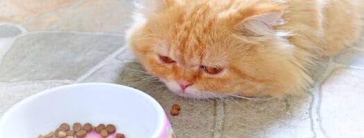 7 Expert Tips to Get a Sick Cat to Eat