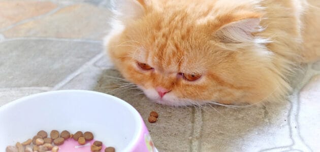 7 Expert Tips to Get a Sick Cat to Eat