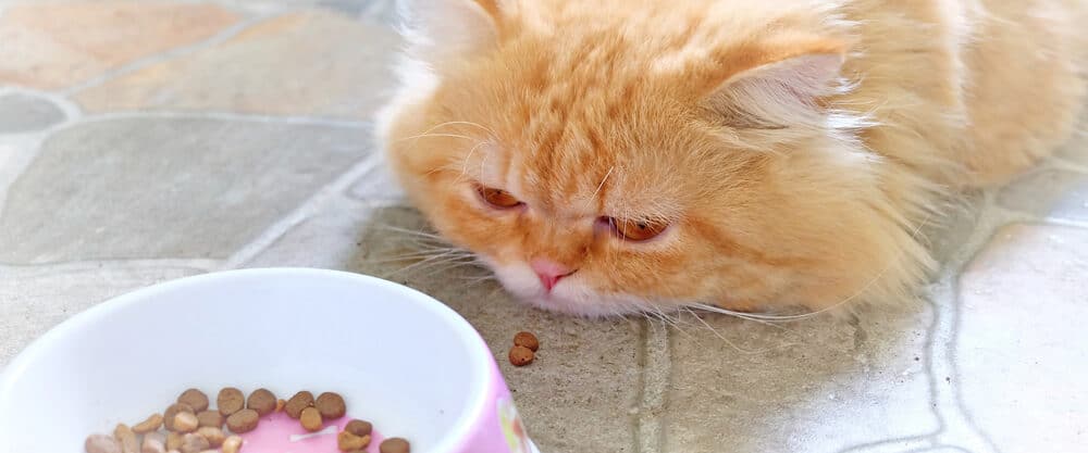 7 Expert Tips to Get a Sick Cat to Eat PetMag