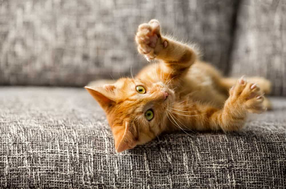 small kitten playing on bed