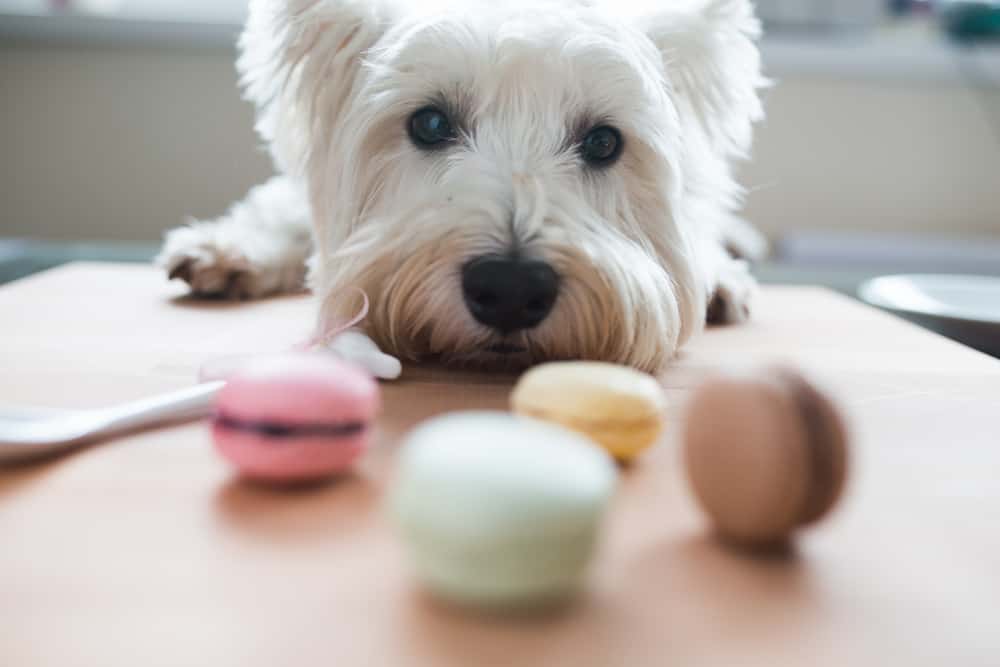 small white dog smelling macaroons