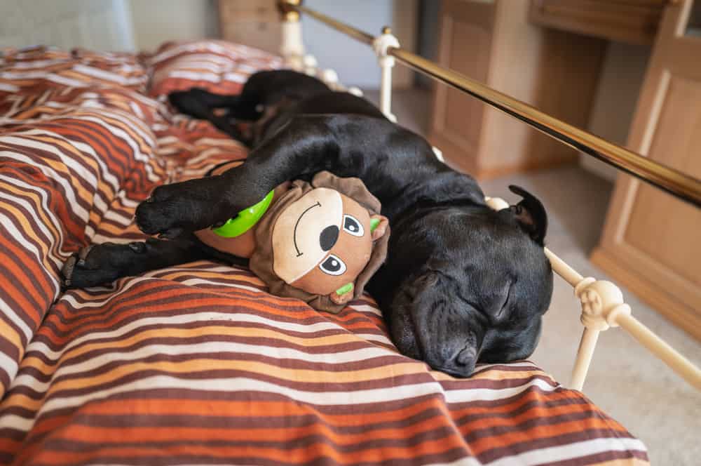 staffordshire bull terrier cuddling toy while sleeping on owner’s bed