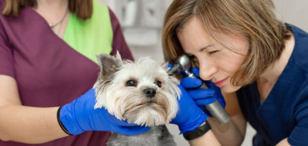 You Hear That, Boy? How to Tell if Your Dog Is Deaf