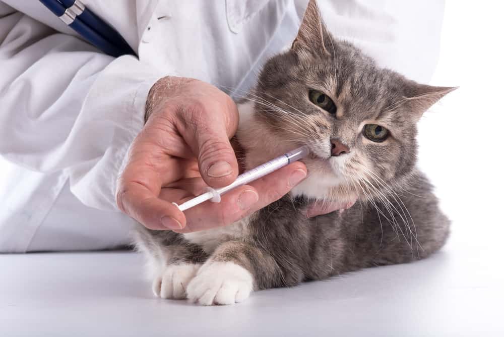 vet giving cat oral medication