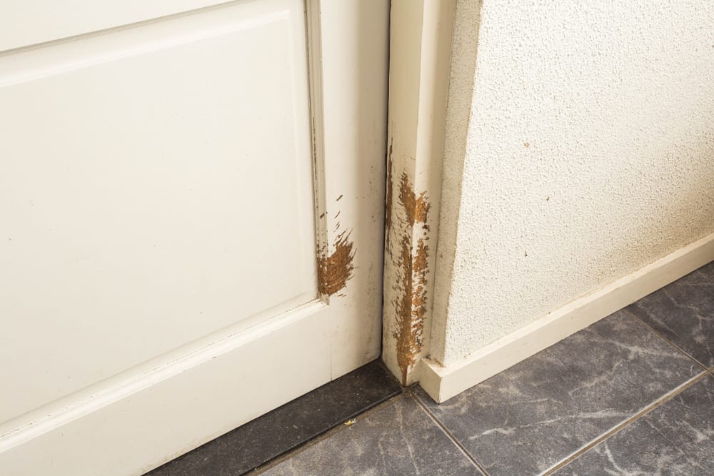 How to Stop Your Dog From Scratching the Door PetMag