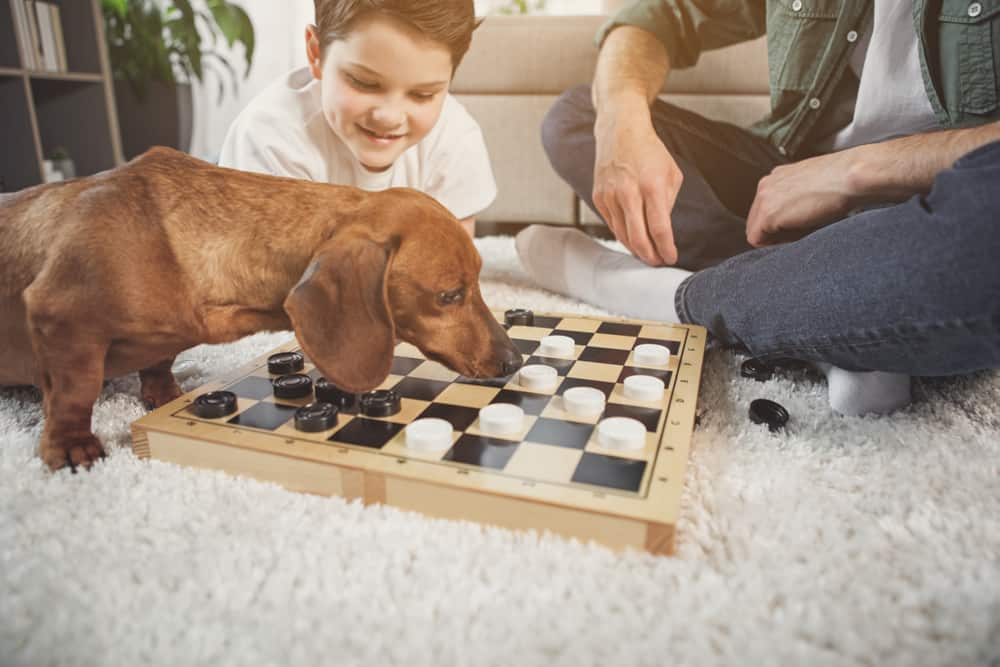wiener dog playing checkers with family