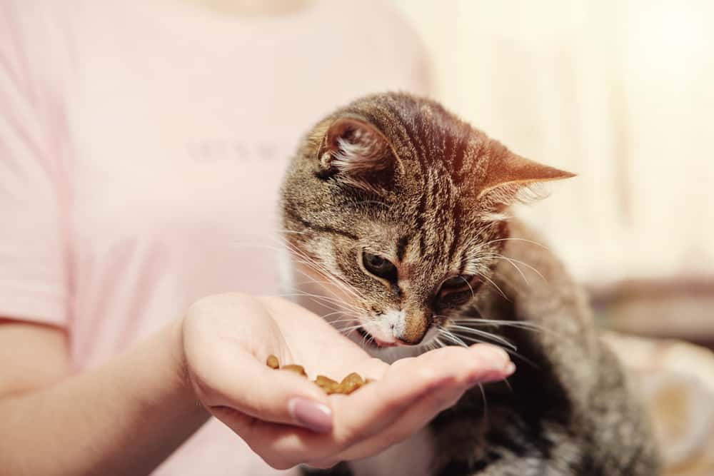 woman feeding cat from hand