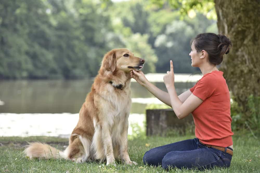 woman training golden retriever