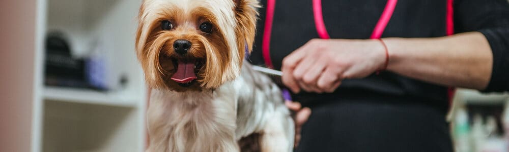 How Much Should I Tip My Dog Groomer? - PetMag