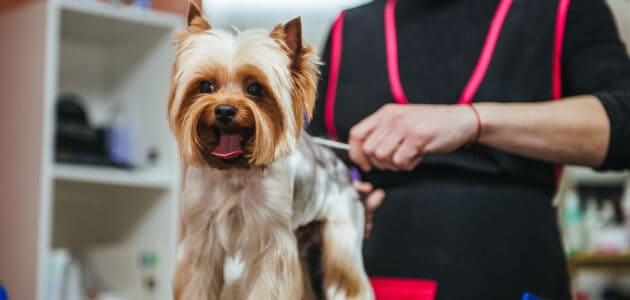 yorkshire terrier being groomed