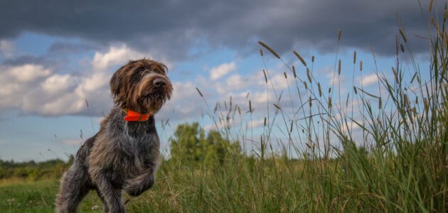 200+ Hunting Dog Names That Sound Great in the Field