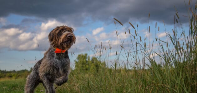 200+ Hunting Dog Names That Sound Great in the Field - PetMag