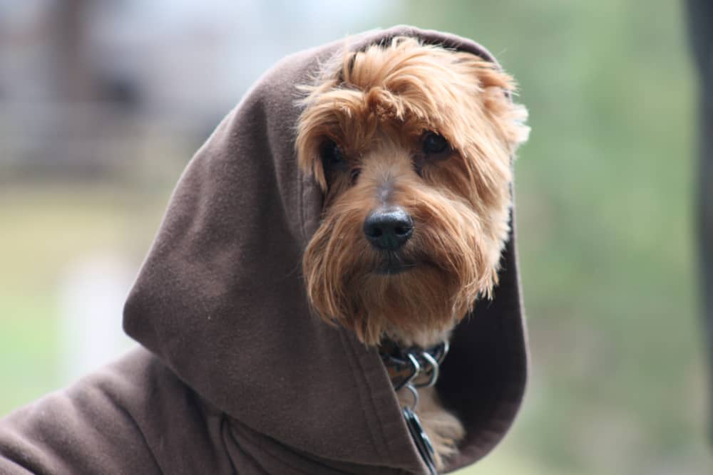 A tan Yorkie wearing a brown hood